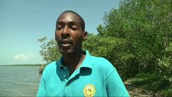 Cuba begins programme to repair mangroves after decades of damage News Clip