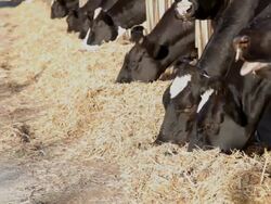 Cow Stock Footage