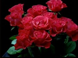 T/L flowers - bunch of red Roses opens, then withers, black background Stock Footage