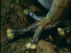 BCU brown frog, foot and toes, Western Ghats, India Stock Footage