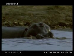 Hippo, Hippopotamus amphibius, pair play fighting in water, mouth wrestling, MS, Botswana Stock Footage