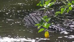 A crocodile lurks in a swamp. Stock Footage