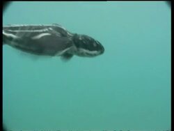 Baby Leatherback turtle (Dermochelys coriacea) swimming in sea, Papua New Guinea Stock Footage