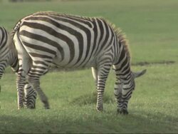 Plains zebra (Equus quagga) grazing, Kenya Stock Footage