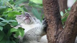 Koala bear. Stock Footage