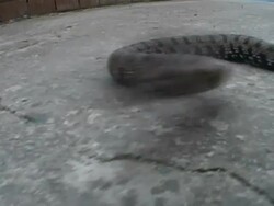 Bite of the snake Stock Footage