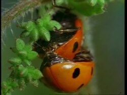 BCU Pair of Ladybird beetles mating away from camera, England Stock Footage