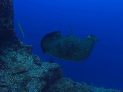 Marble Ray, Costa Rica, Pacific Ocean Stock Footage