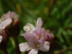 T/L Thrift (Armeria sp.) MCU flowering, coastal flower in the UK Stock Footage