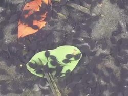 tadpoles Stock Footage