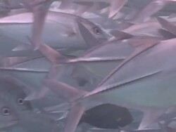 MS Shot of Schooling big eye jack fish / Sipadan, Sabah, Malaysia  Stock Footage