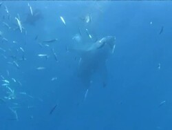 Low Angle hand-held - A great white shark swims past a school of fish. Stock Footage
