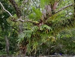 MS Shot of Ferns growing on tree, hat chao mai marine national park / Ko Kradan, Trang, Thailand Stock Footage