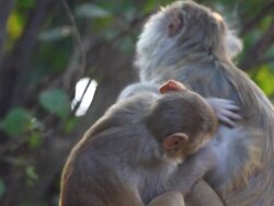 Rhesus family Stock Footage