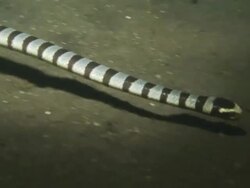 Sea snake, swims, medium close up, Indonesia  Stock Footage