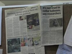 Humans versus baboons on Cape Pennisula News Clip