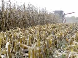 Combine harvester Stock Footage