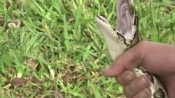 CLEAN : Doctors warn of snakebite serum shortage News Clip