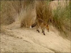 Fox (Vulpes vulpes) drinking, Andalusia, Southern Spain Stock Footage