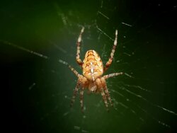 Spider Stock Footage