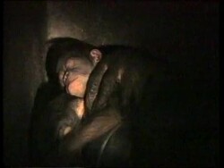 THAILAND: CELEBRITY ORANGUTAN SUE SUE GIVES BIRTH TO BABY MALE News Clip