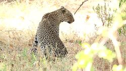 Leopard in the bushes Stock Footage