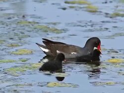 MS PAN Common Moorhen or European Moorhen, gallinula chloropus  serching food and feeding her chick in Pond / Vieux Pont, Normandy, France Stock Footage