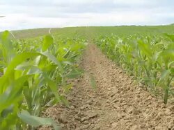 HD DOLLY: Spring Corn Plants Stock Footage