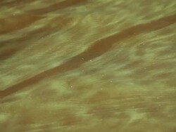 Algae on the Water Stock Footage