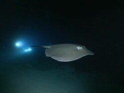 Pink Whipray (Himantura fai) at night, swims to camera, Vaavu Atoll, The Maldives Stock Footage