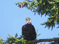 Bald eagle perched high in tree with red follage Stock Footage
