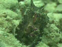 Flamboyant Cuttlefish (Metasepia pfefferi), Kapalai, Sipadan, Borneo Stock Footage