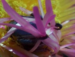 Monkey beetle (Scelophysa trimeni) pair mate on pink flower while 2nd male lurks, Namaqualand, South Africa Stock Footage