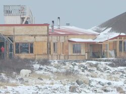 MS View of seal river tourist lodge with near Polar bear walking / Churchill, Manitoba, Canada Stock Footage
