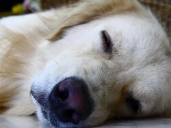 Sleepy Golden Retriever Dog Stock Footage
