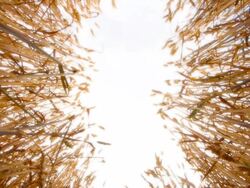HD SLOW MOTION: Woman Jumping Over Wheat Stock Footage