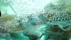 Fresh alive shrimps in seafood market Stock Footage