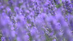 lavender flowers in a meadow in wind Stock Footage