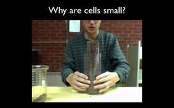 Why Are Cells Small? Instructional Video