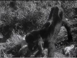 THE HOLY LAND AT CHRISTMAS News Clip