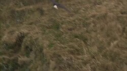 A bald eagle flies over Dutch Harbor, Alaska. Stock Footage