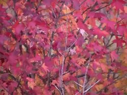 Flowing Fall Leaves Stock Footage