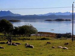 Sheep awaken in the morning. Stock Footage