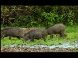 Three Wild boar (Sus scrofa) females and their litters, Nagarahole, Southern India Stock Footage