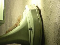 gecko running fast Stock Footage