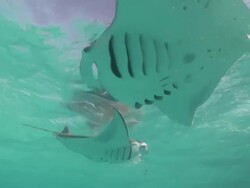 MS TS Manta rays near surface / Hanifaru, Baa Atoll, Maldives    Stock Footage