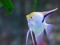 Scalar. Stock Footage