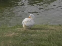 Duck Goose Stock Footage