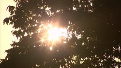 Medium shot of sun shining through trees Stock Footage