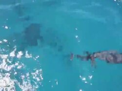 MS TS Bottlenose dolphins at Chichi jima island, UNESCO World Natural Heritage Ogasawara Islands,camera on moving boat / Ogasawara Islands, Tokyo, Japan Stock Footage